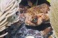 Balloonfish