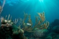 Balloonfish in Sea Rod Royalty Free Stock Photo