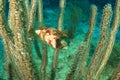 Balloonfish in Sea Rod Royalty Free Stock Photo