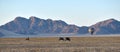 June 13, 2016. Namid Desert, Namibia. Ballooning With Oryx In The Foreground in the Namid-Naufluft Desert, In Royalty Free Stock Photo