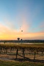 Balloons over vineyards in Pokolbin wine region at sunrise, Hunter Valley, NSW, Australia