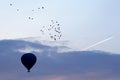 Balloons with people flying in the background of a flock of bird Royalty Free Stock Photo