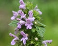 Ballota nigra blooms in nature