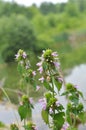 Ballota nigra blooms in nature