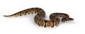 Ballpython snake on white background