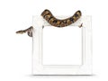Ballpython snake on white background