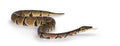 Ballpython snake on white background