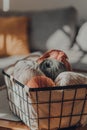 Balls of earth coloured yarn in a basket on a table inside an apartment Royalty Free Stock Photo