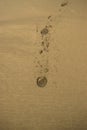 Ballybunion beach sand hoofprints