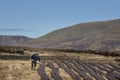 Marking the turf on an Irish bog.