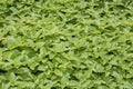 Balm herb - melisa officinalis Royalty Free Stock Photo