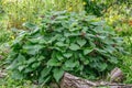 Balm-leaved archangel Lamium orvala, flowering plants in a garden