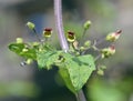 Balm-leaved Figwort Royalty Free Stock Photo