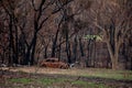 Balmoral, Australia - 2020-01-25 Australian bushfire aftermath: Burnt car remains