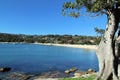 Balmoral Beach and Gum Tree Sydney Royalty Free Stock Photo