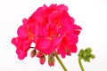 Balmy Geranium flower