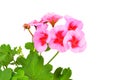 Balmy Geranium flower