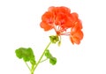 Balmy Geranium flower