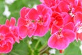 Balmy Geranium flower