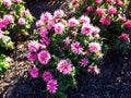 Balmy Pink Bee Balm in Southampton, Ontario Royalty Free Stock Photo