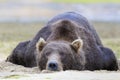 Baloo the bear Royalty Free Stock Photo