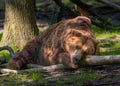 Baloo bear Royalty Free Stock Photo
