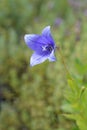 Baloon flower Mariesii