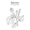 Balsa tree Ochroma pyramidale , poisonous plant