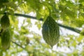 Balsam apple, Balsam pear, Bitter cucumber, Bitter gourd, Bitter melon, Carilla fruit in garden Royalty Free Stock Photo