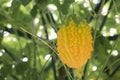 Balsam apple, Balsam pear, Bitter cucumber, Bitter gourd, Bitter melon, Carilla fruit in garden ready to harvest Royalty Free Stock Photo