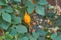 Balsam Apple Balsam Pear, Bitter Cucumber, Bitter Gourd , Bitter Melon in Guyana Royalty Free Stock Photo