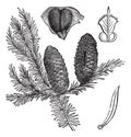 Balsam fir or Abies balsamea vintage engraving Royalty Free Stock Photo