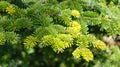 Balsam Fir close up with spring time new growth