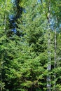 Young Balsam Fir Tree in Minnesota