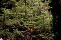 Balsam Fir Seedlings 803838