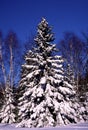 Balsam Fir in Snow 36460