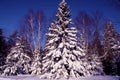 Balsam Fir in Snow 36462