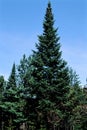 Balsam Fir Tree 44329