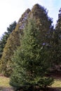 Balsam Fir Tree 818314