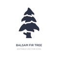 balsam fir tree icon on white background. Simple element illustration from Nature concept