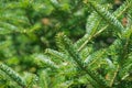 Balsam Fir tree tips