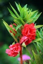 Balsam flower and green leaves