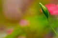 Balsam flower or Impatiens balsamina that has turned into seed