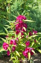 Blooming Impatiens balsamina on a flower bed