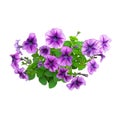 Balsam flowers, little window violet, cut, isolated on white background Royalty Free Stock Photo