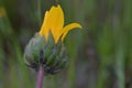 Balsam Root Bud Burst Royalty Free Stock Photo