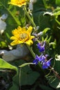 Balsam Root and Larkspur: Horse Heaven Hills Flowers Royalty Free Stock Photo