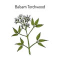 Balsam Torchwood amyris balsamifera , medicinal plant