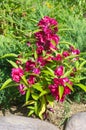 Balsamin lat. Impatiens balsamina blooms in a flower bed in the garden