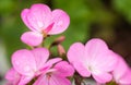 Balsamina impatiens Royalty Free Stock Photo